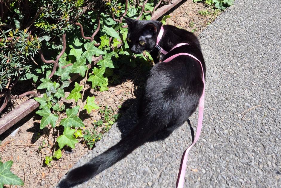 Alerta de Desaparición Gato  Macho , 1 años Genève Suiza