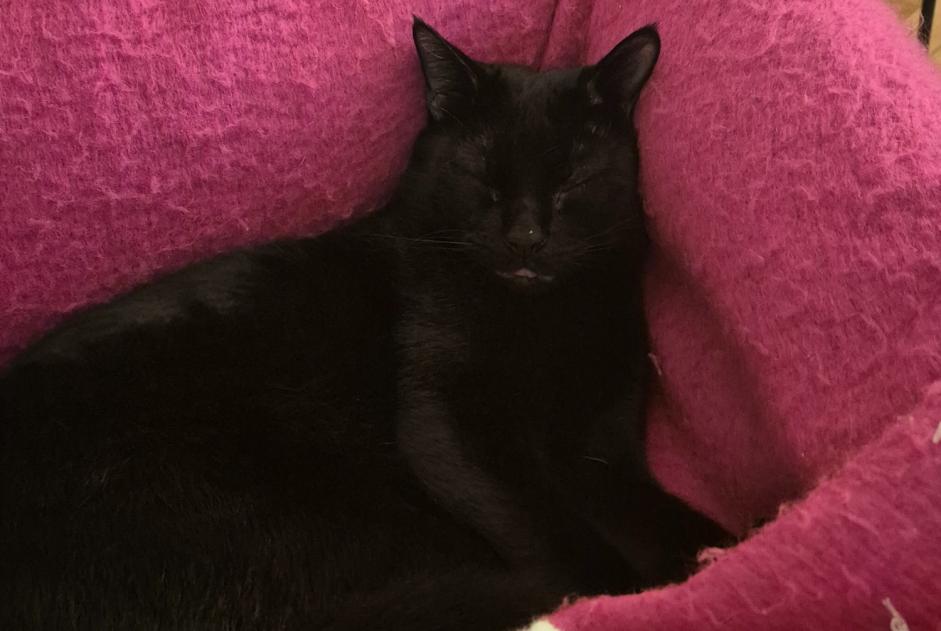 Alerta de Desaparición Gato  Macho , 1 años Genève Suiza