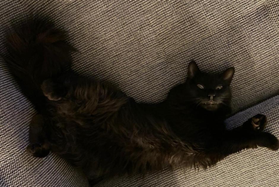 Alerta de Desaparición Gato Macho , 7 años Cortaillod Suiza