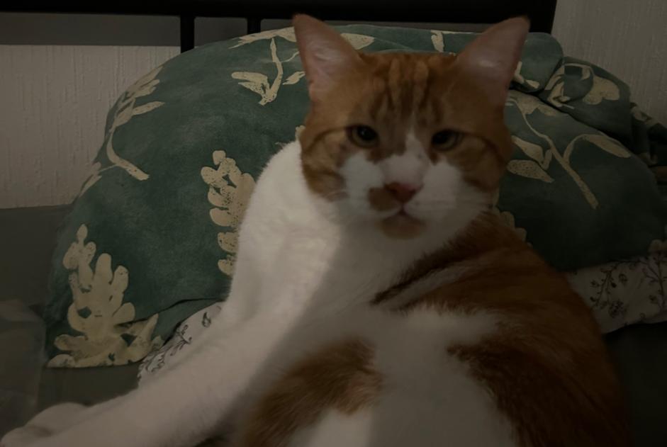 Alerta de Desaparición Gato cruce Macho , 4 años Lausanne Suiza