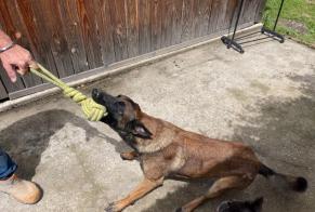 Alerta de Hallazgo Perro  Macho Bassignac-le-Bas Francia