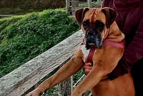 Alerta de Desaparición Perro  Hembra , 8 años Vernon Francia