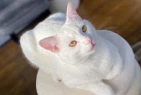 Alerta de Desaparición Gato Macho , 1 años Trégueux Francia