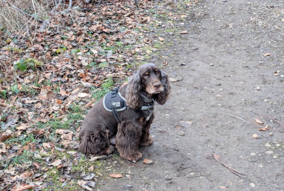 Alerta de Desaparición Perro  Macho , 11 años Val de Briey Francia