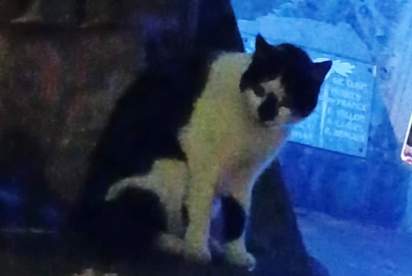 Alerta de Hallazgo Gato Desconocido , 3 años Gap Francia