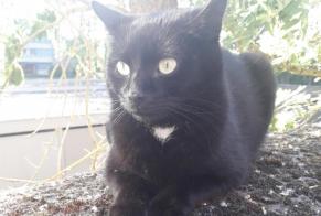 Alerta de Hallazgo Gato Desconocido Saint-Saulve Francia