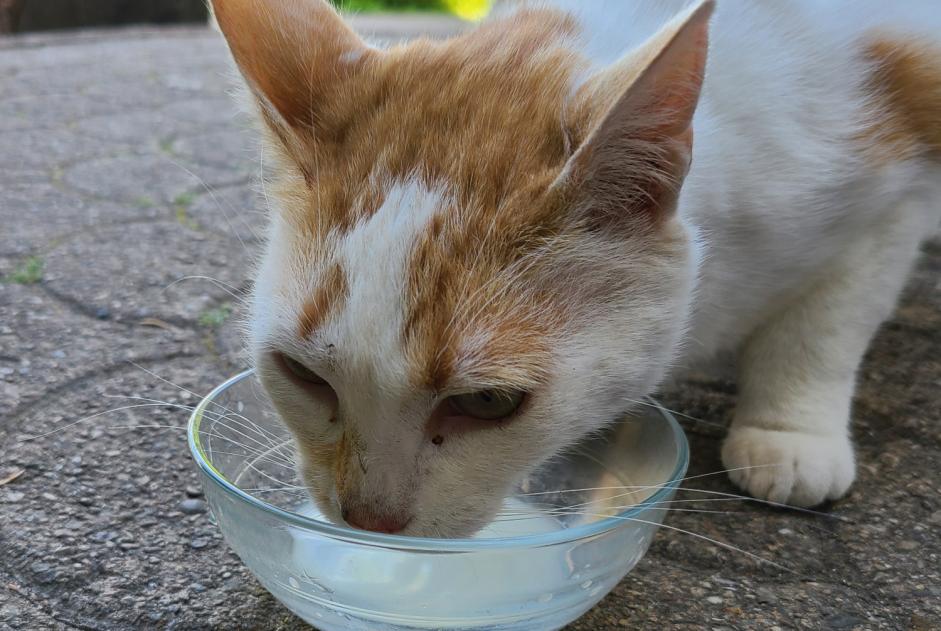 Alerta de Hallazgo Gato Macho , 7 años Mesvres Francia