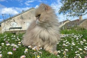 Alerta de Desaparición Gato  Macho , 7 años Rouvres-la-Chétive Francia