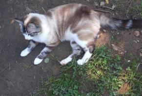 Alerta de Hallazgo Gato  Hembra Alvignac Francia