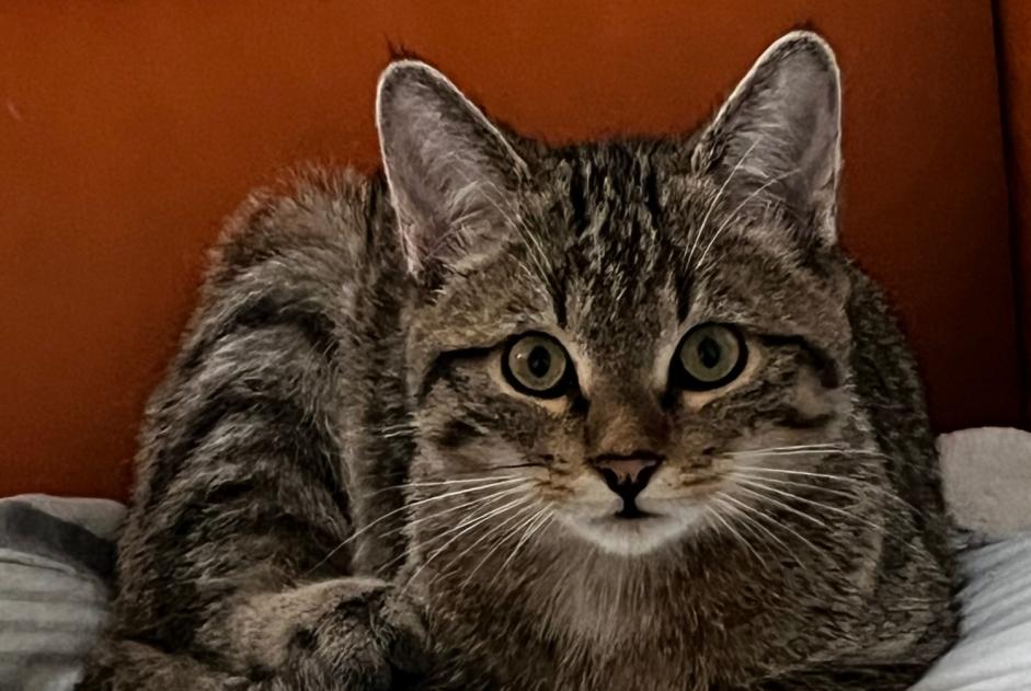 Alerta de Desaparición Gato  Hembra , 1 años Vallorbe Suiza