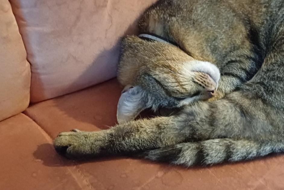 Alerta de Desaparición Gato cruce Macho , 4 años Valbirse Suiza