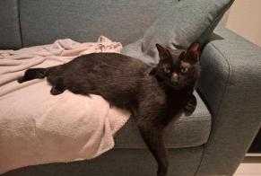 Alerta de Desaparición Gato cruce Macho , 8 años Crissier Suiza