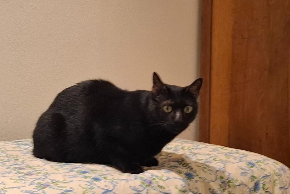 Alerta de Desaparición Gato cruce Macho , 8 años Crissier Suiza