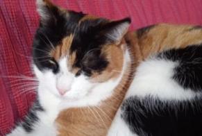 Alerta de Desaparición Gato  Hembra , 8 años Châtel-Saint-Denis Suiza
