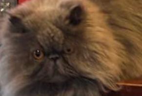 Alerta de Desaparición Gato  Macho , 6 años Cheseaux-sur-Lausanne Suiza