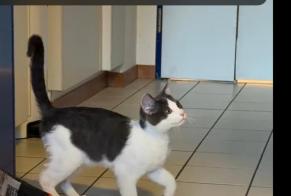 Alerta de Hallazgo Gato Desconocido , Entre 7 y 9 meses Genève Suiza