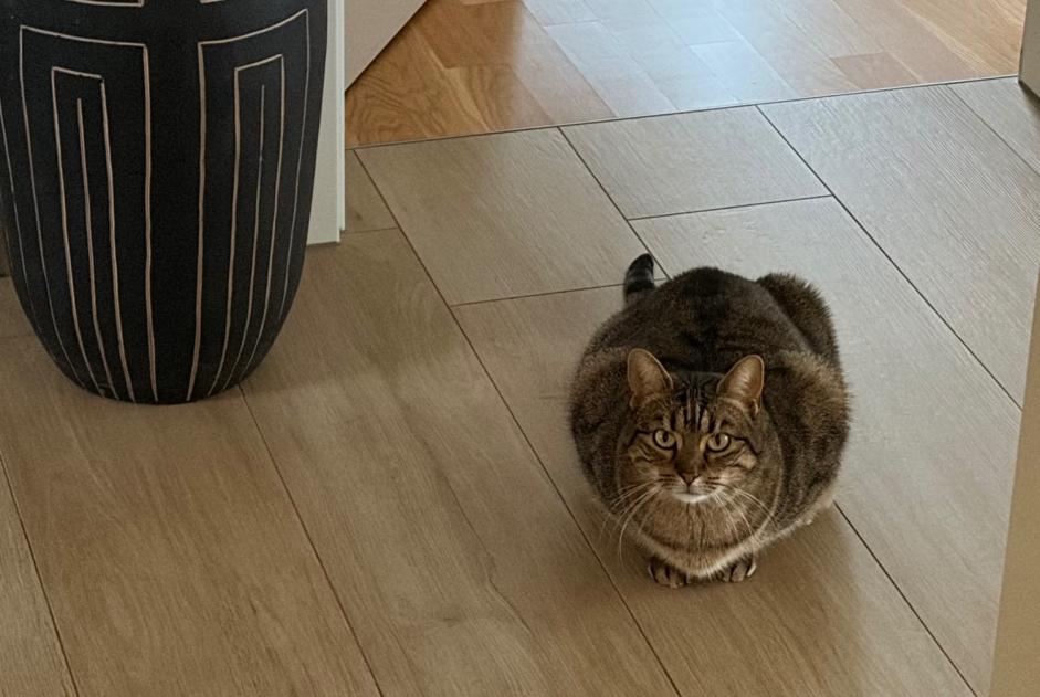 Gato Desaparecido en Prilly (Vaud, Suiza)  - alerta desaparición Pet Alert n° 366819