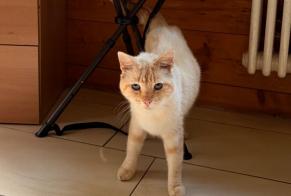 Alerta de Hallazgo Gato Desconocido Chamoson Suiza