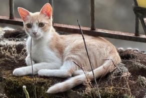 Alerta de Desaparición Gato Hembra , 1 años Neuchâtel Suiza