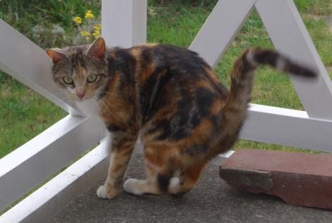 Details De L Alerte Decouverte Chat Trouve 17 Dielette Treauville France