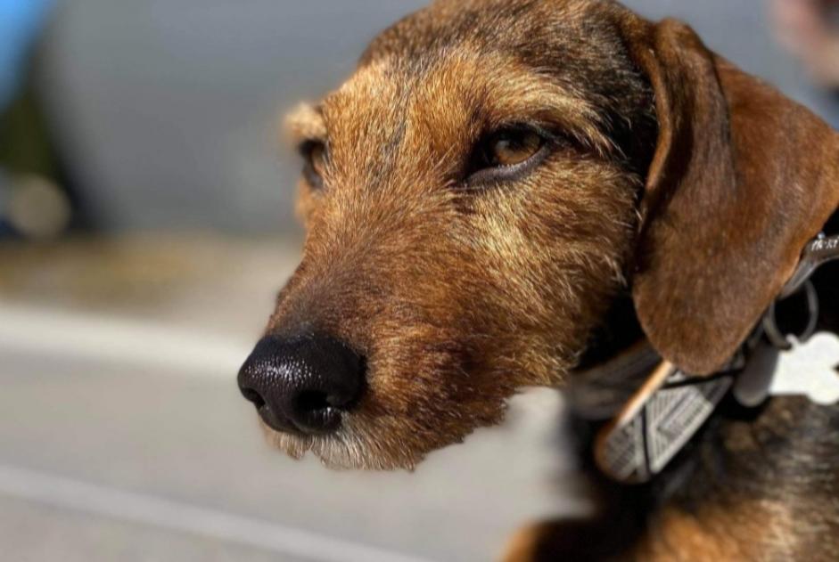 Alerte Disparition Chien croisement Femelle , 7 ans Stotzheim France