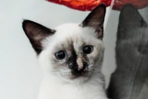 Alerte Disparition Chat croisement Femelle , 0 ans Sion Suisse