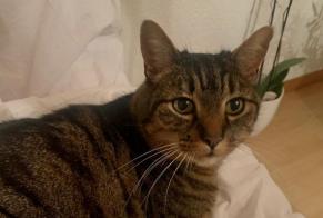Alerte Disparition Chat Mâle , 12 ans La Chaux-de-Fonds Suisse
