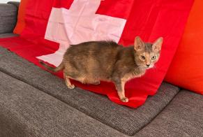 Alerte Disparition Chat  Femelle , 14 ans Val-de-Ruz Suisse
