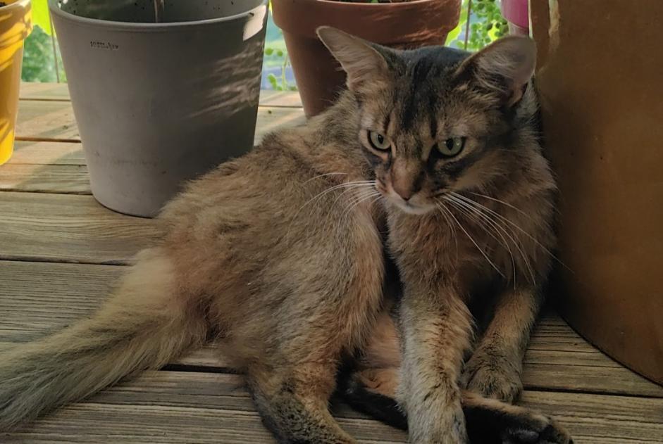 Alerte Disparition Chat  Mâle , 2 ans Bourg-en-Lavaux Suisse