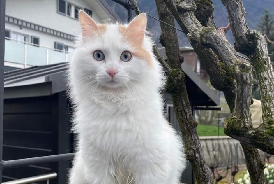 Alerte Disparition Chat  Femelle , 1 ans Villeneuve Suisse