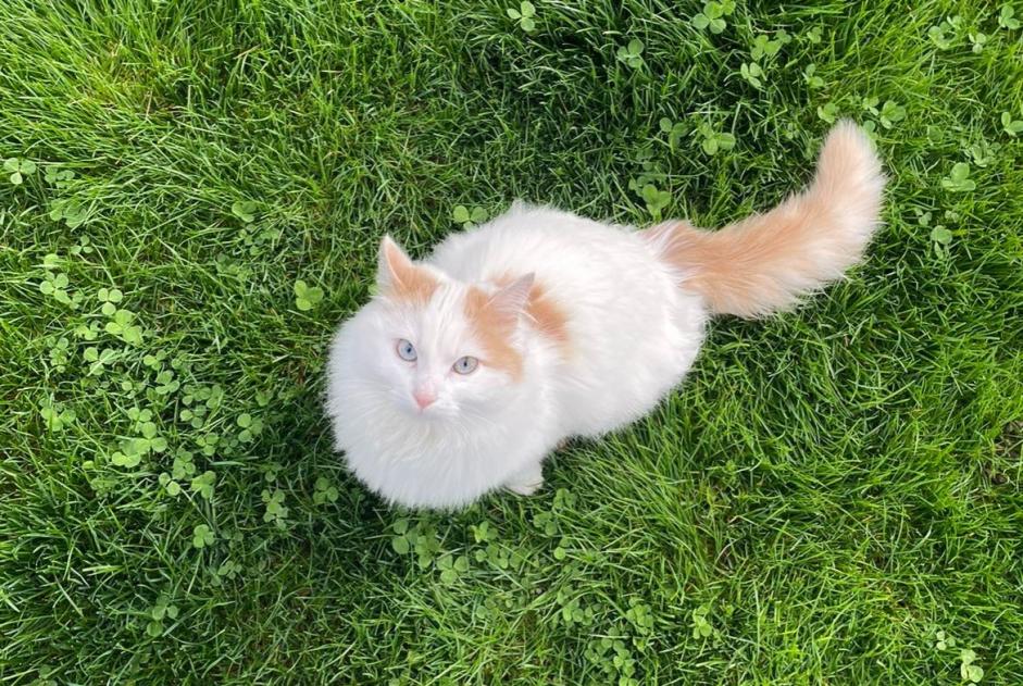 Alerte Disparition Chat  Femelle , 1 ans Villeneuve Suisse