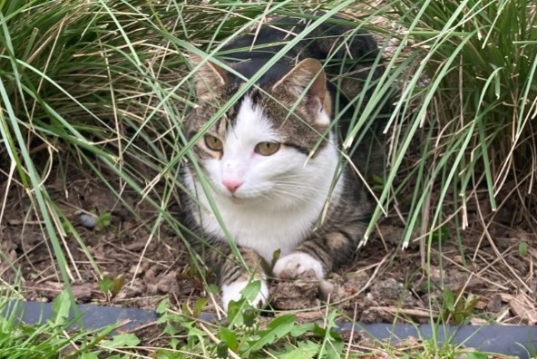 Alerte Disparition Chat Mâle , 4 ans Basel Suisse