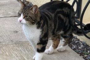 Alerte Découverte Chat Mâle Vouvry Suisse