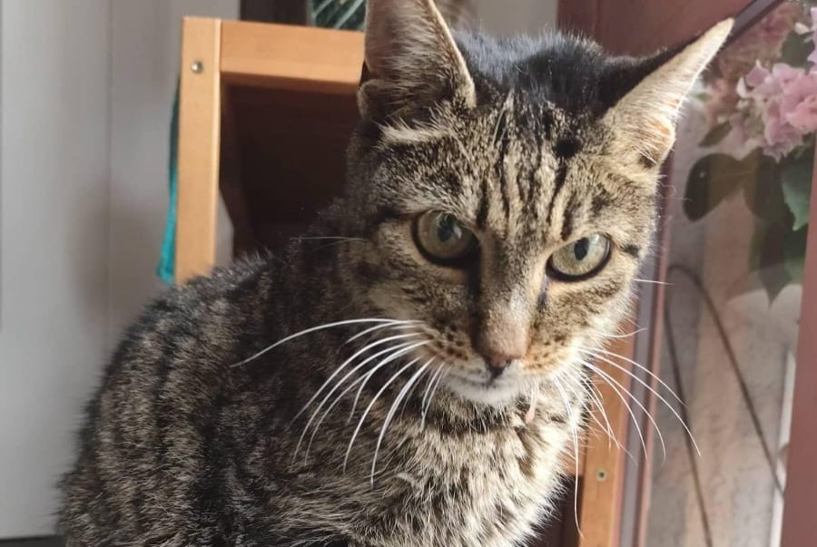 Alerte Découverte Chat Inconnu Fribourg Suisse