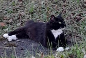 Alerte Disparition Chat Mâle , 1 ans Crans-Montana Suisse