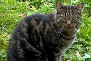 Alerte Découverte Chat Inconnu Savigny Suisse