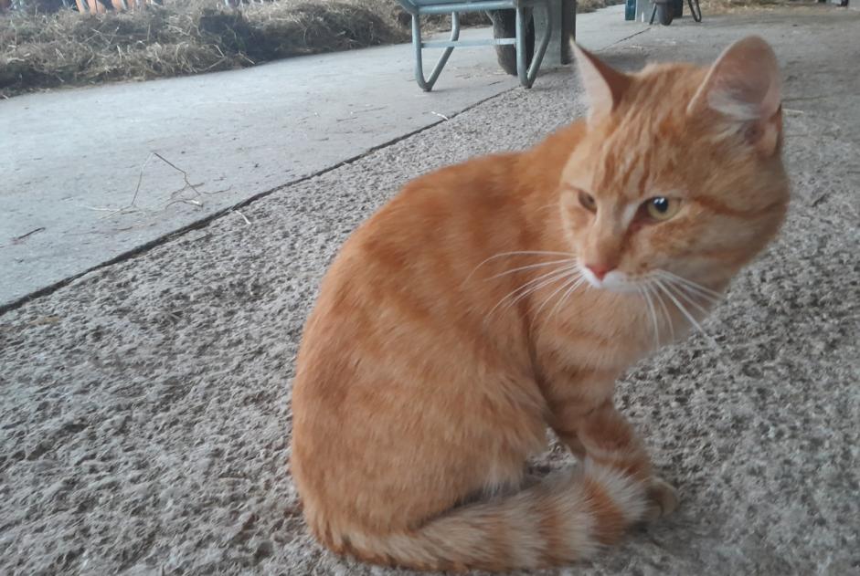 Alerte Découverte Chat Mâle Val Terbi Suisse