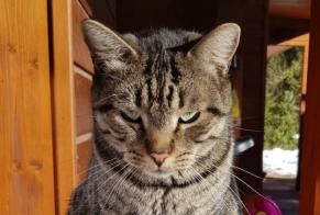 Alerte Disparition Chat Mâle , 7 ans Crans-Montana Suisse