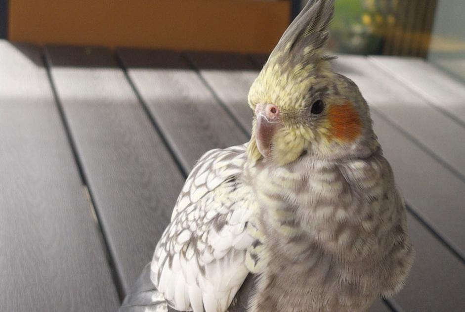 Alerte Découverte Oiseau Inconnu Lucens Suisse