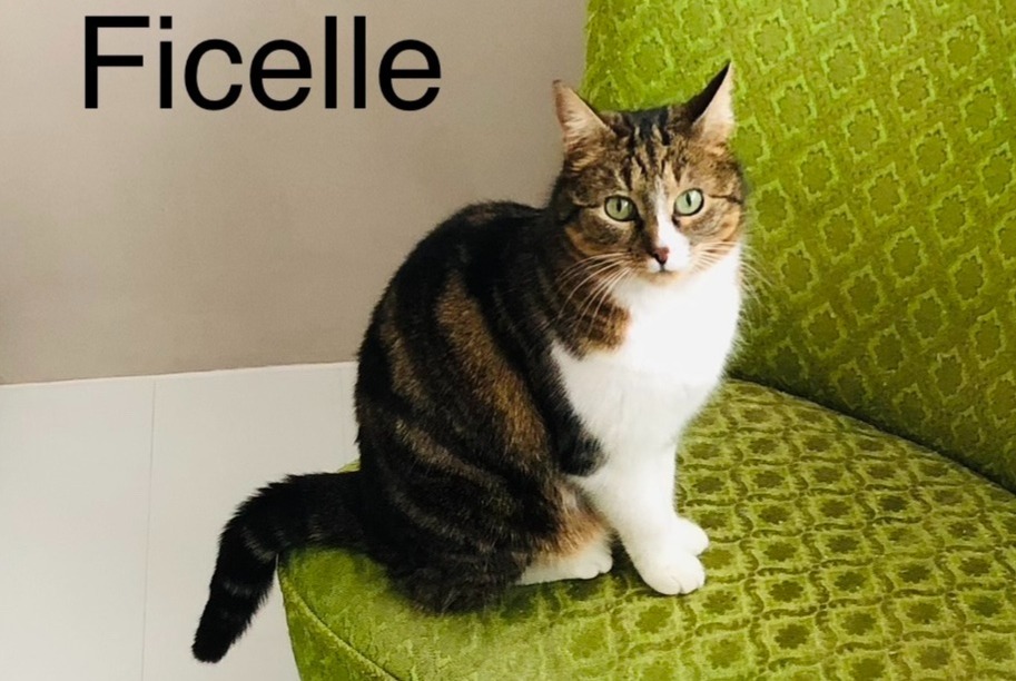 Alerte Disparition Chat croisement Femelle , 9 ans Sauge Suisse