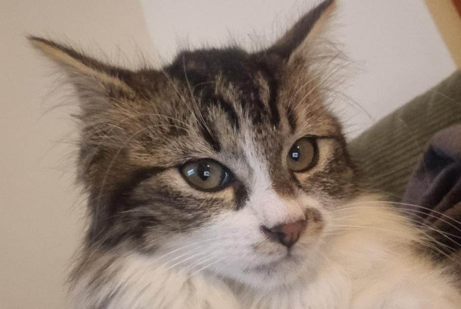 Alerte Disparition Chat croisement Mâle , 0 ans Bas-Intyamon Suisse