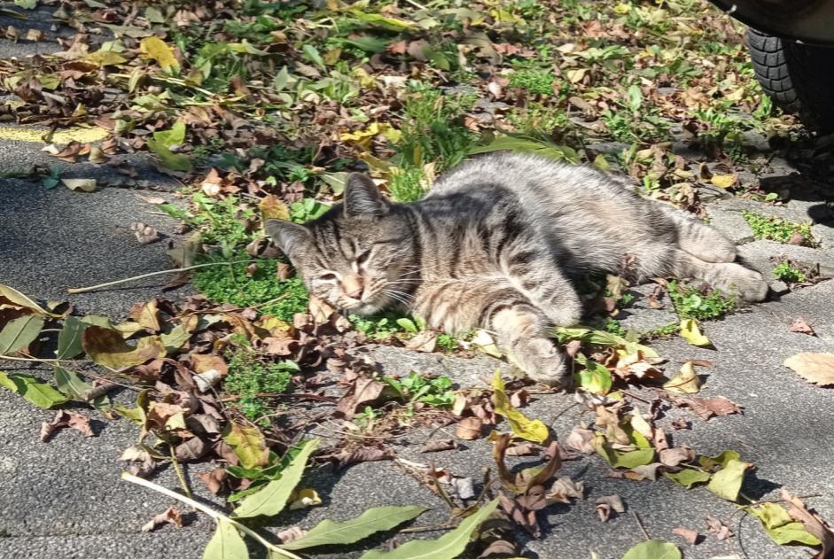 Alerte Découverte Chat Mâle , Entre 1 et 3 mois Fribourg Suisse