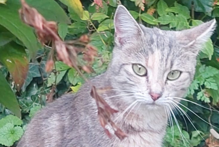 Alerte Découverte Chat Femelle Vevey Suisse