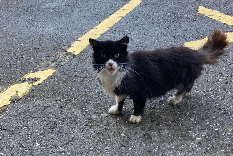 Alerte Découverte Chat Inconnu Val-de-Charmey Suisse