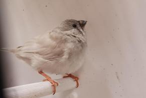 Alerte Découverte Oiseau Inconnu Yverdon-les-Bains Suisse