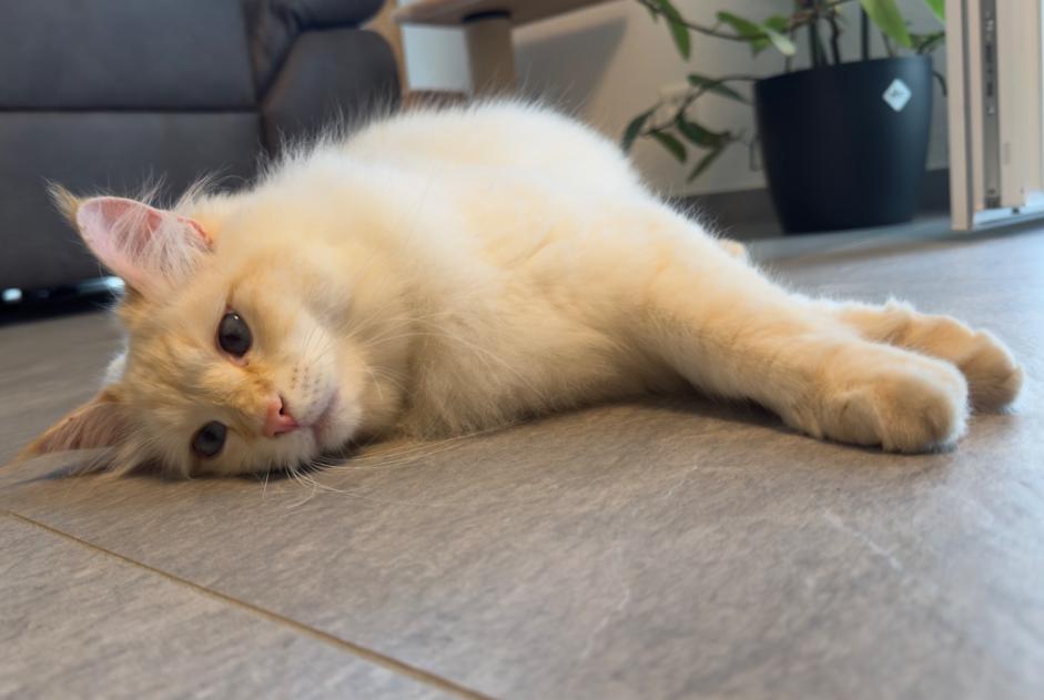 Alerte Disparition Chat  Mâle , 2 ans Bercher Suisse