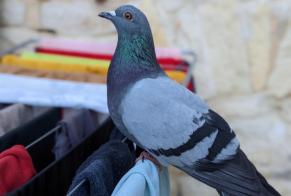 Alerte Disparition Oiseau Mâle , 2024 ans Nyon Suisse