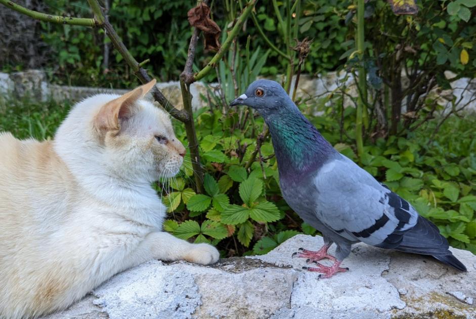 Alerte Disparition Oiseau Mâle , 2024 ans Nyon Suisse