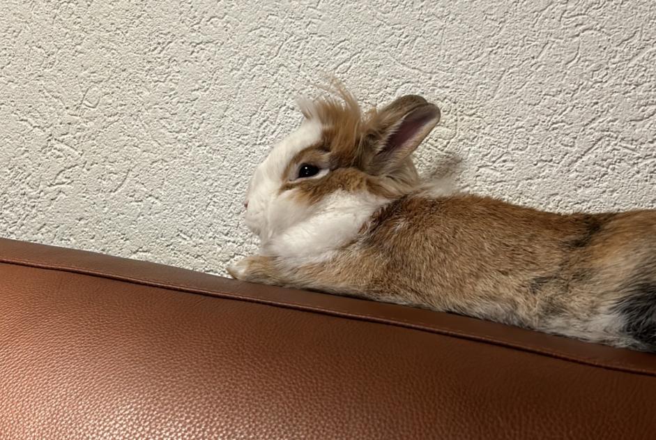 Alerte Découverte Lapin Inconnu Collombey-Muraz Suisse