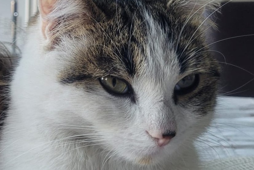 Alerte Disparition Chat  Mâle , 2 ans Sierre Suisse